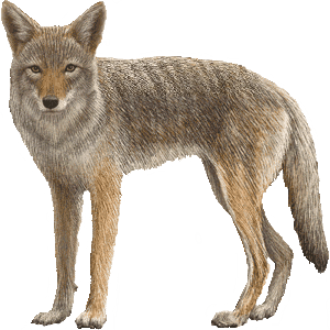 Coyote